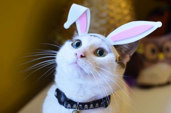 http://www.grrfeisty.com/2015/04/diy-bunny-ears-for-your-pet.html