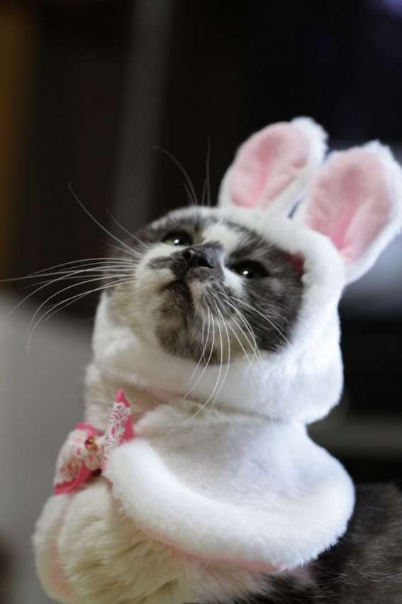 http://www.cathub.tv/wp-content/uploads/2015/05/cats-and-bunnies-easter-cats.jpg