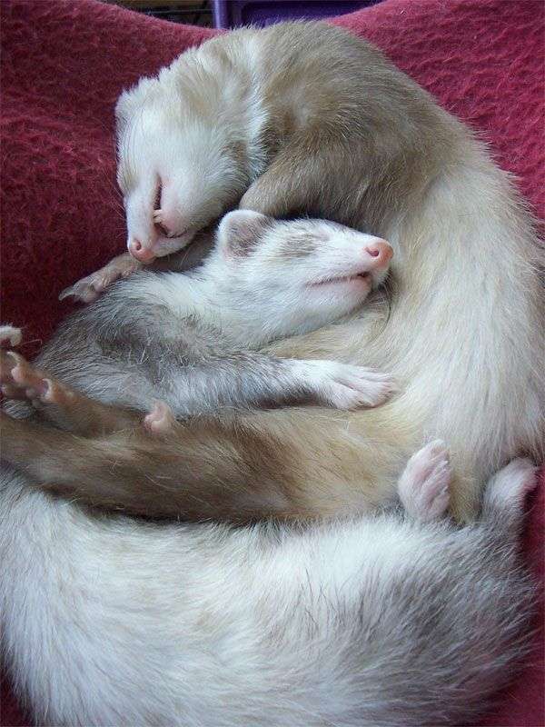http://paradoxoff.com/cute-ferrets.html
