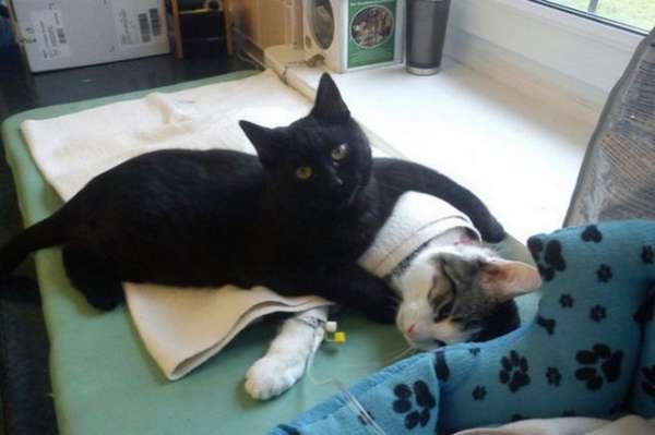 http://www.newelly.com/apres-avoir-survecu-a-une-maladie-ce-chat-prend-soin-des-autres-animaux-malades/