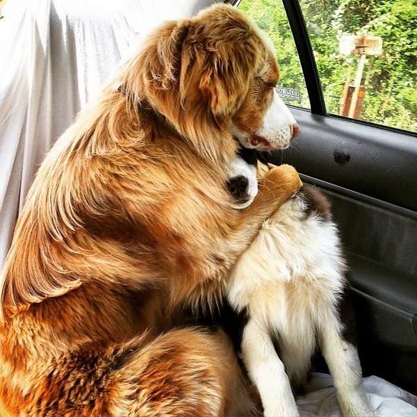 http://newsrook.com/wp-content/uploads/23-dog-best-friends-who-love-each-other-a-lot2.jpg