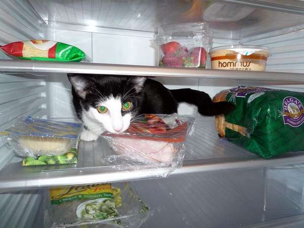 animaux-refrigerateur (15)
