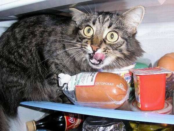 http://roflzoo.com/fridge-cat.html