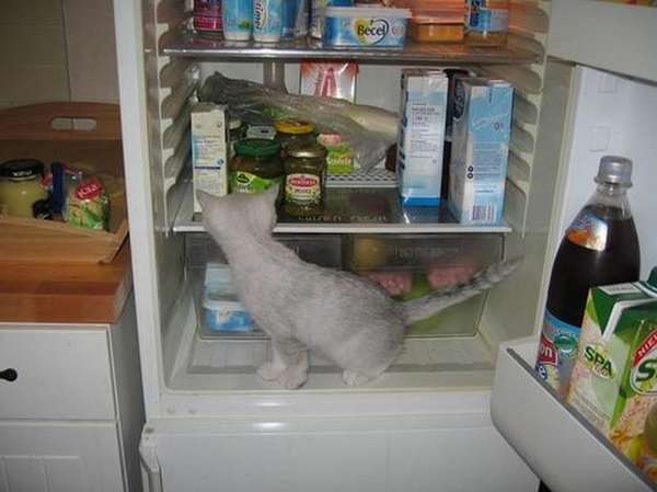 animaux-refrigerateur (6)