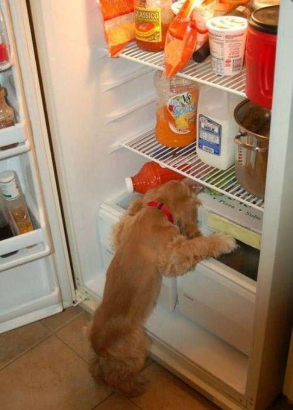 animaux-refrigerateur (9)