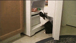 animaux-refrigerateur-gif (1)
