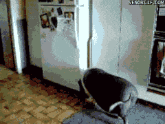 animaux-refrigerateur-gif (2)