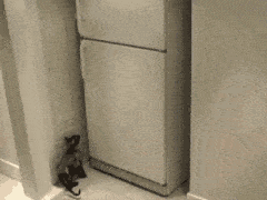 animaux-refrigerateur-gif (3)