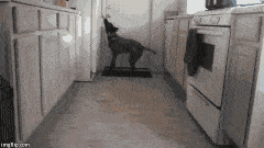 animaux-refrigerateur-gif