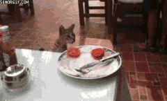 chat-vole-nourriture-gif (2)