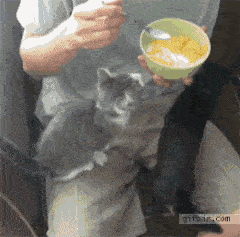 chat-vole-nourriture-gif (3)
