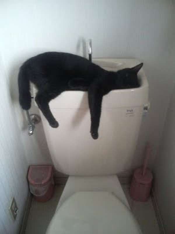 http://taildom.com/blog/pictures/cats-can-sleep-anywhere-really/