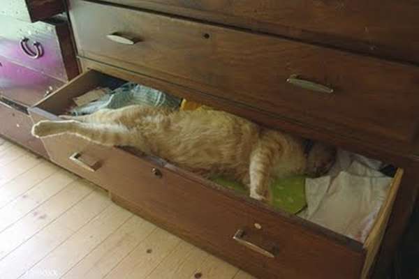 http://taildom.com/blog/pictures/cats-can-sleep-anywhere-really/