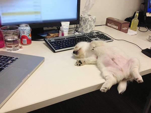 http://www.boredpanda.com/cute-puppies-sleeping-dogs-funny-locations/