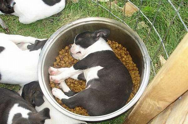 httpbarkpost.com30-dogs-awkwardly-sleeping