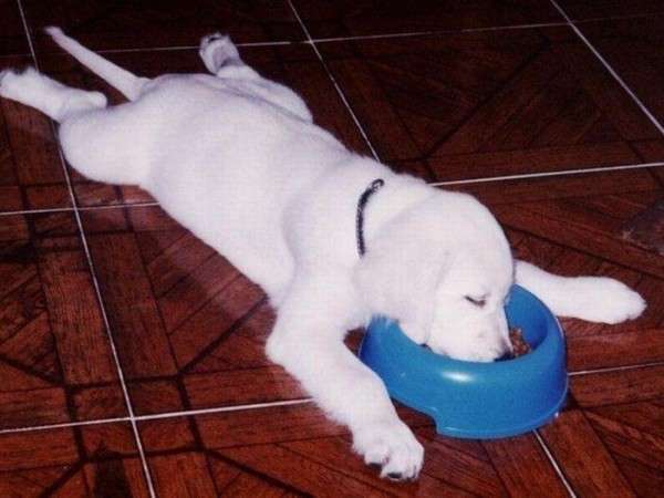 httpbarkpost.com30-dogs-awkwardly-sleeping