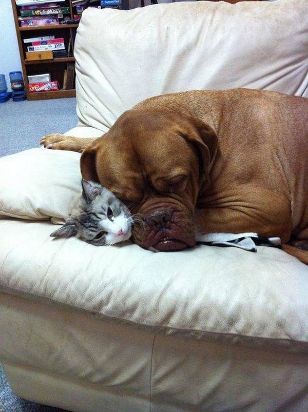 https://www.thedodo.com/dogs-who-are-smothering-the-cat-with-their-love-1047641763.html