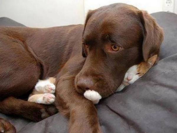 https://www.thedodo.com/dogs-who-are-smothering-the-cat-with-their-love-1047641763.html