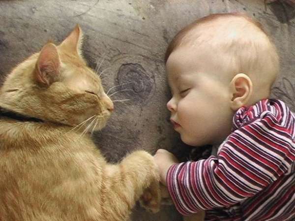 http://izismile.com/2012/08/22/babies_and_cats_being_too_cute_25_pics.html
