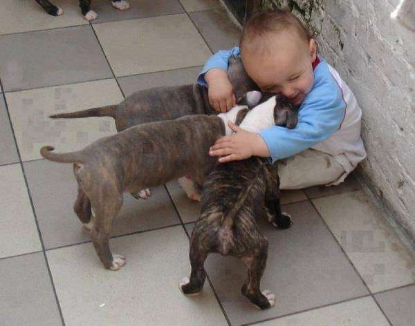 http://blog.weespring.com/25-adorable-photos-prove-babies-need-pets/