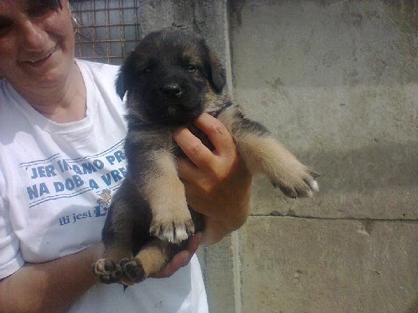 Chien-tombe2 (8)