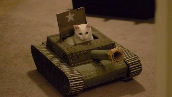 armee-chat-guerre-5.jpg