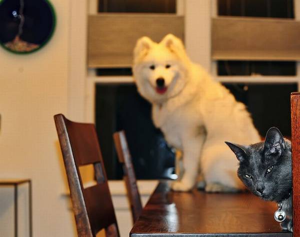 http://weruletheinternet.com/2011/12/05/20-pictures-of-dogs-and-cats-photobombing-each-other/