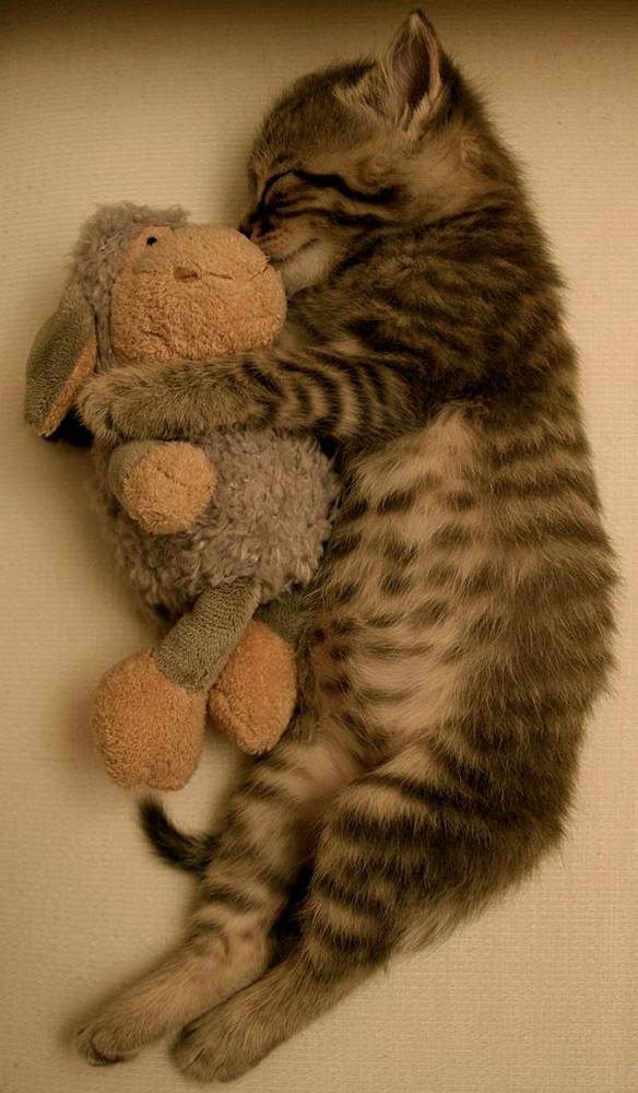 chat-dort-avec-peluche (2)