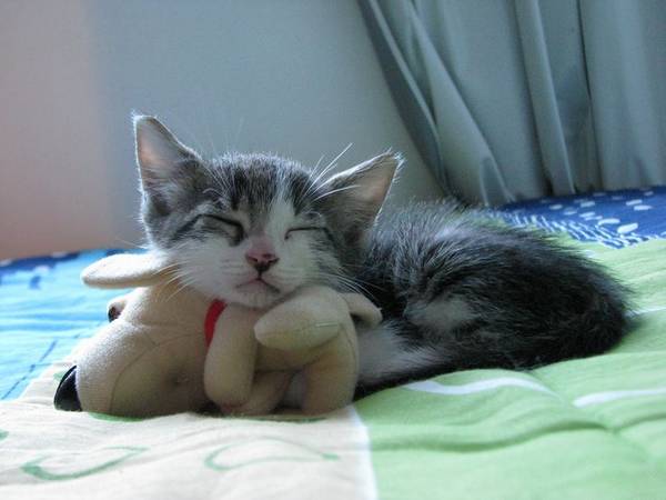 chat-dort-avec-peluche (6)