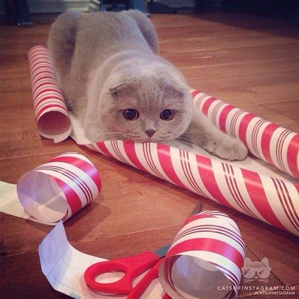 http://petslady.com/articles/petsladys-pick-cute-christmas-attack-cat-day-67783