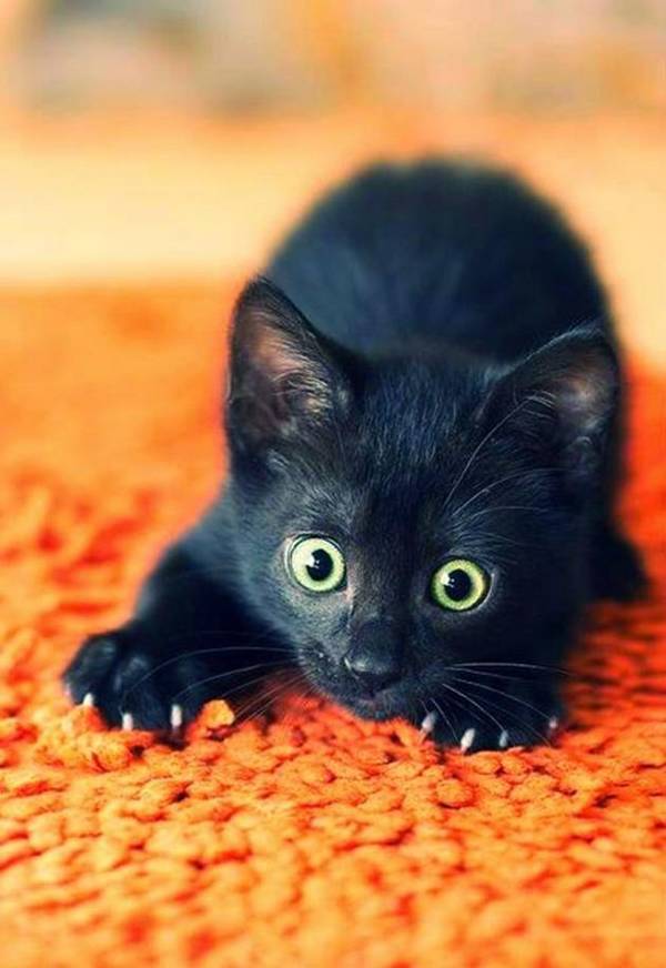 http://www.catdumb.com/black-cat-should-be-loved/