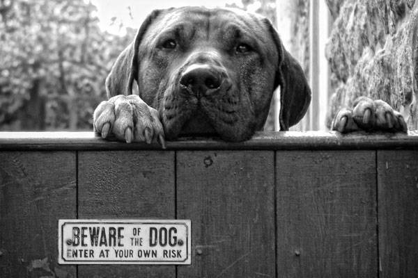 https://500px.com/photo/818076/beware-by-hot-dog-photography