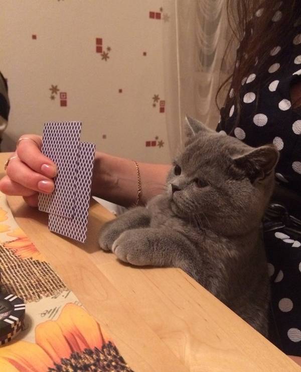 https://www.reddit.com/r/photoshopbattles/comments/2weswa/psbattle_an_unamused_cat_playing_cards_with_its/