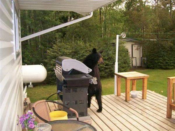 http://www.laughspark.com/funny-bear-grills-a-bear-using-a-grill-machine-6456