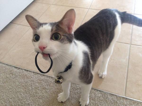 http://cuteanimals.me/p/13k3/mom-you-forgot-your-hair-tie