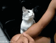 animaux-message-gif