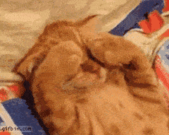 http://animaals.com/wp-content/uploads/2015/09/animaux-reveil-difficile-gif-1.gif