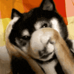 http://animaals.com/wp-content/uploads/2015/09/animaux-reveil-difficile-gif-3.gif