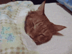 http://animaals.com/wp-content/uploads/2015/09/animaux-reveil-difficile-gif-7.gif