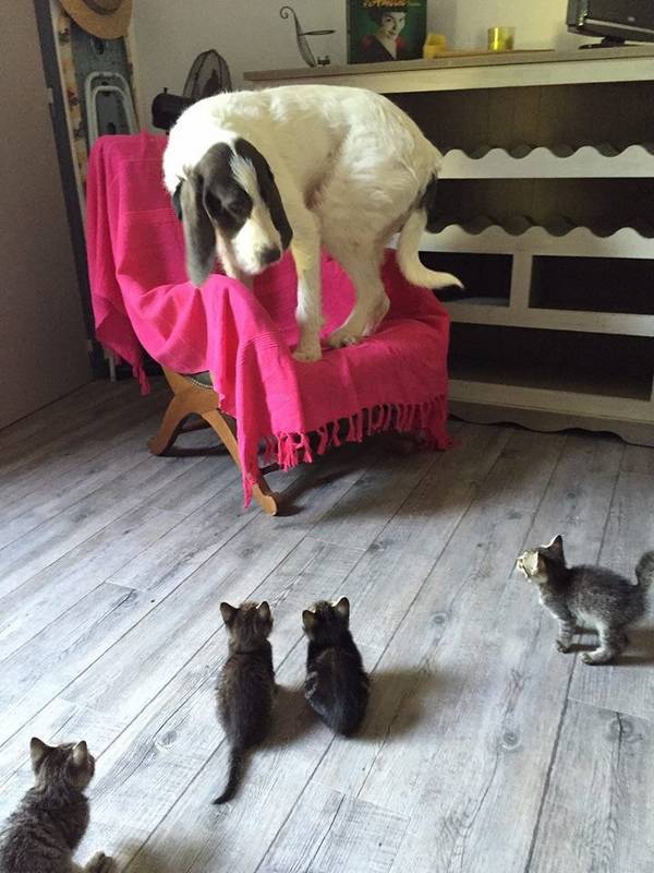 http://www.kisstimmins.com/2015/07/15/big-dog-afraid-of-little-kittens/