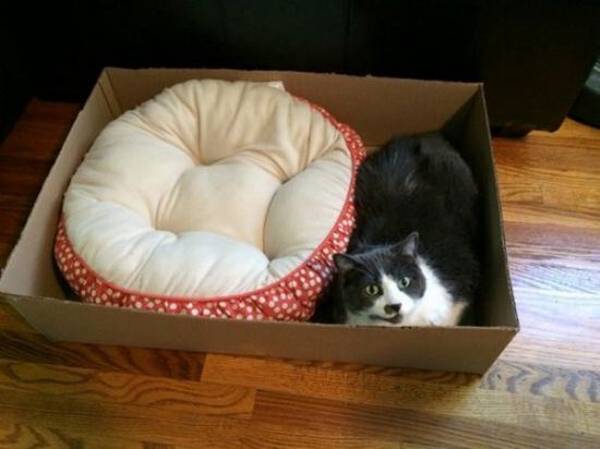 http://www.catsvscancer.org/wp-content/uploads/2014/12/cats-in-box-cat-logic-lol.jpg