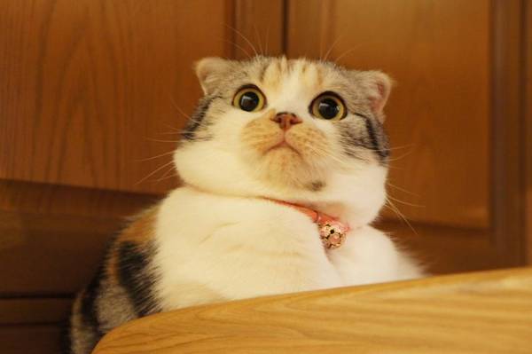 http://www.wittyfeed.com/1078/These-Cats-Adorably-Put-the-Drama-in-Melodramatic