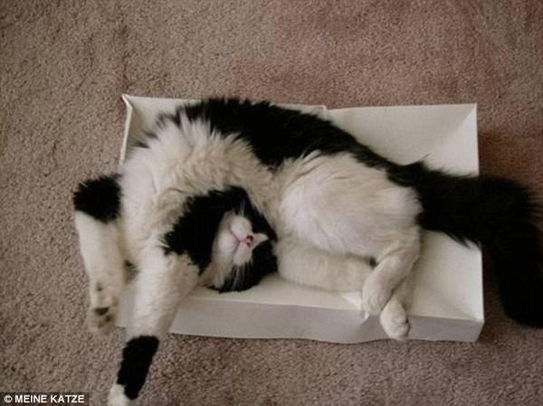 http://www.dailymail.co.uk/news/article-2204049/Adorable-pictures-cats-sleeping-awkward-positions-REALLY-DO-sleep-anywhere.html