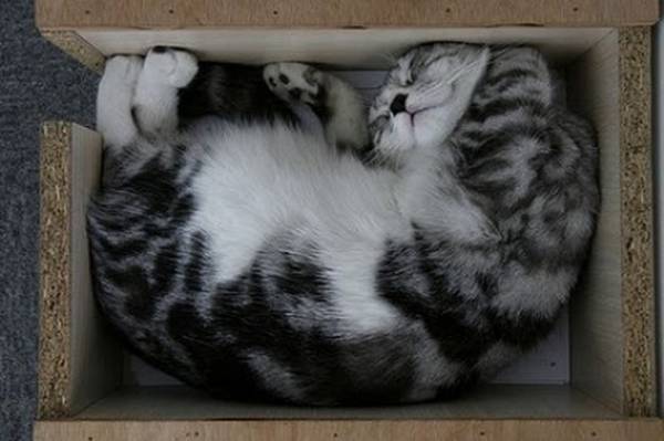 http://www.babble.com/pets/12-photos-of-cats-trying-to-squeeze-into-places/