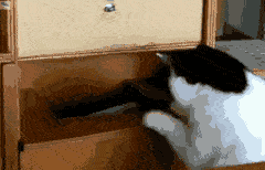 chat-trop-gros-gif (1)