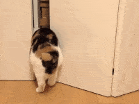 chat-trop-gros-gif (10)