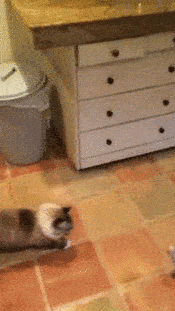 chat-trop-gros-gif (6)
