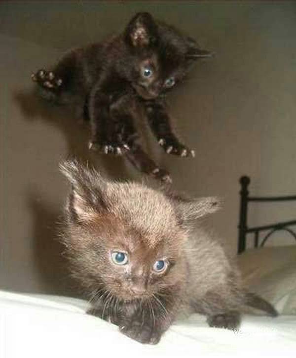 http://tonsofcats.com/jump-attack-ninja-kitten/