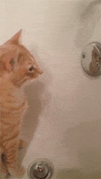 chats-curieux-gif (13) - Animaaaaals