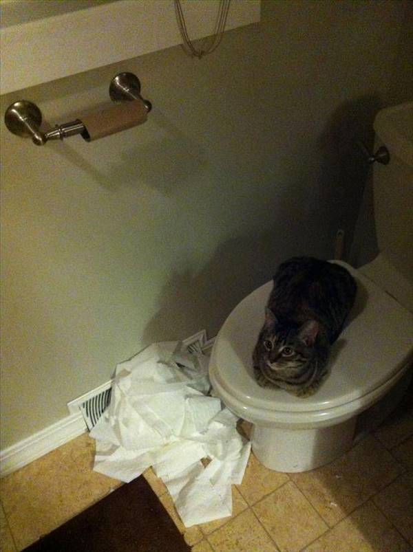 http://www.dumpaday.com/wp-content/uploads/2013/03/cat-unrolls-toilet-paper.jpg